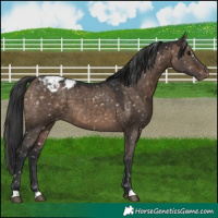 Horse Color:Brown Dun Appaloosa 