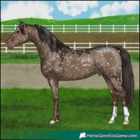 Horse Color:Liver Red Dun Snowflake Varnish