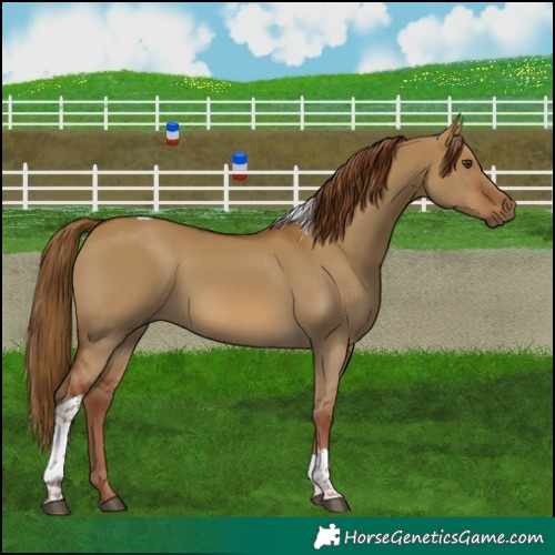 Horse Color:Red Dun Tobiano