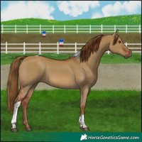 Horse Color:Red Dun Tobiano 