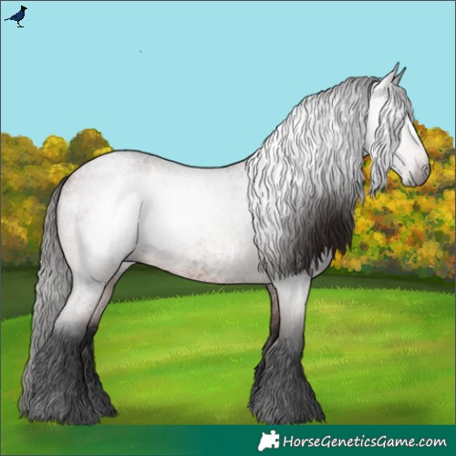 Horse Color:Gray Bay Roan