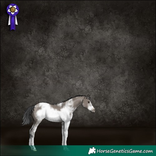 Horse Color:White Spotted Grullo Sabino Frame Rabicano 