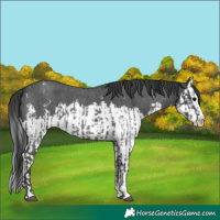 Horse Color:Blue Roan Sabino Splash and Blue Roan Sabino Splash