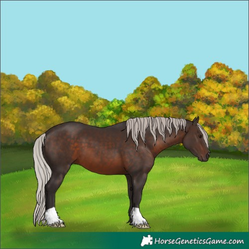 Horse Color:Silver Brown
