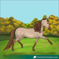Horse Color:Red Dun 