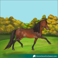 Horse Color:Bay 