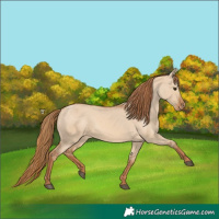 Horse Color:Red Dun Appaloosa 