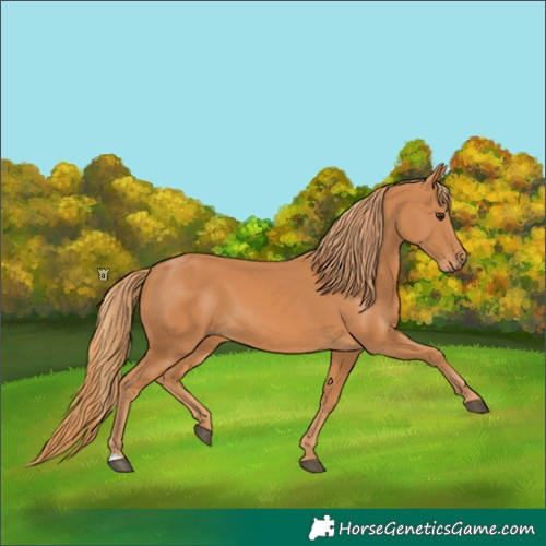 Horse Color:Chestnut 