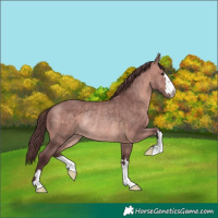 Horse Color:Platinum Chocolate Bay Rabicano 