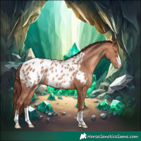 Horse Color:Chocolate Sable Champagne Appaloosa Rabicano 