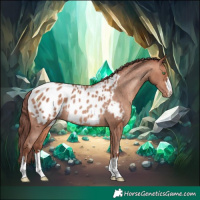 Horse Color:Chocolate Sable Champagne Appaloosa Rabicano