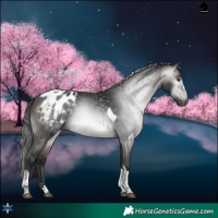 Horse Color:Gray Platinum Buckskin Tobiano Appaloosa Rabicano 
