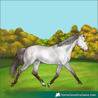 Horse Color:Gray Platinum Chocolate Buckskin Dun 