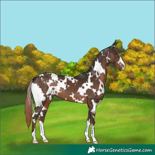 Horse Color:White Spotted Liver Chestnut