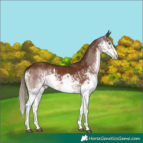 Horse Color:Liver Chestnut Splash and Liver Chestnut Splash