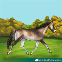 Horse Color:Bay Onyx 