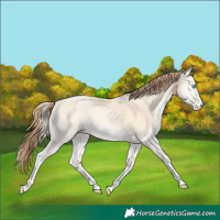 Horse Color:Amber Cream Champagne Pearl Onyx Rabicano 