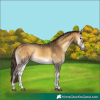 Horse Color:Buckskin Onyx and Buckskin Onyx