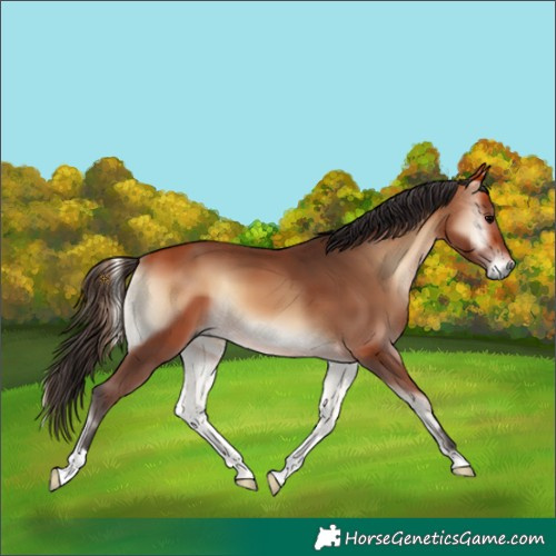 Horse Color:Bay Onyx 