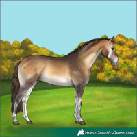 Horse Color:Buckskin Onyx 