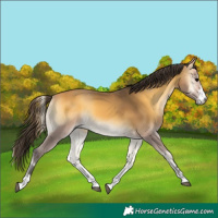 Horse Color:Buckskin Onyx 