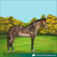 Horse Color:Amber Cream Champagne Rabicano  and Bay 