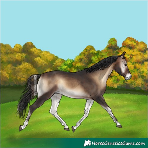Horse Color:Bay Onyx 