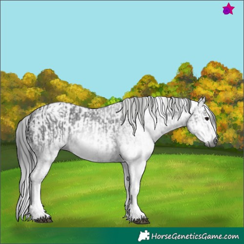 Horse Color:Gray White Spotted Black and Gray White Spotted Black