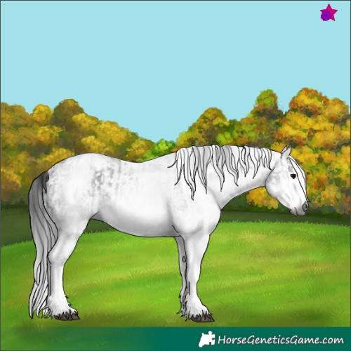 Horse Color:Gray White Spotted Black and Gray White Spotted Black Splash