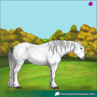 Horse Color:Gray White Spotted Black  and Gray White Spotted Black Splash 