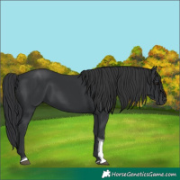 Horse Color:Black Tobiano 