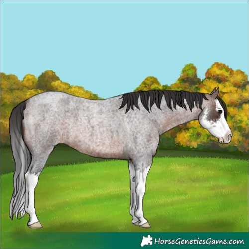 Horse Color:Brown Roan Sabino Splash
