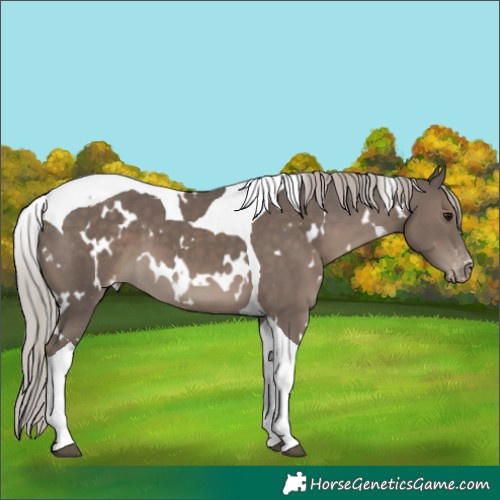 Horse Color:White Spotted Silver Black Tobiano Appaloosa 