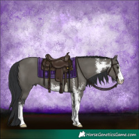 Horse Color:Grullo Sabino 