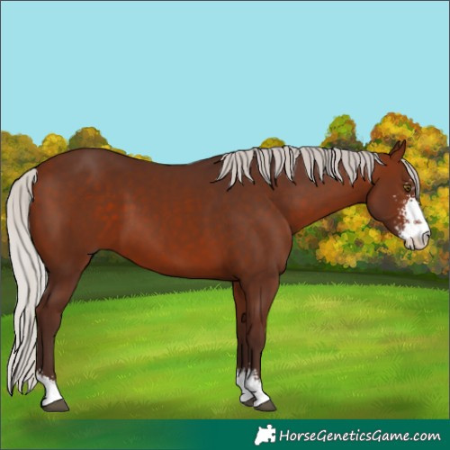 Horse Color:Silver Bay Sabino