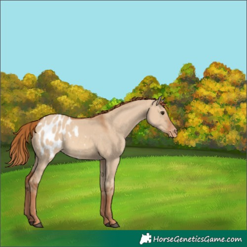 Horse Color:Red Dun Appaloosa 