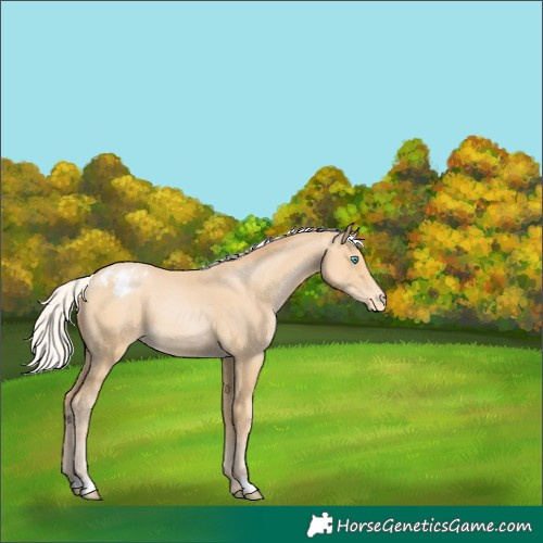 Horse Color:Silver Buckskin Pearl Appaloosa 