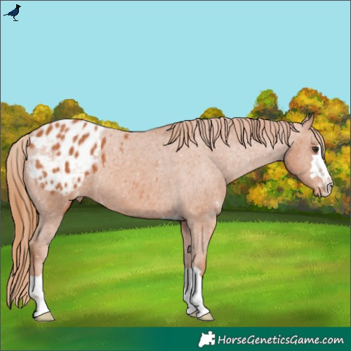 Horse Color:Chestnut Appaloosa 