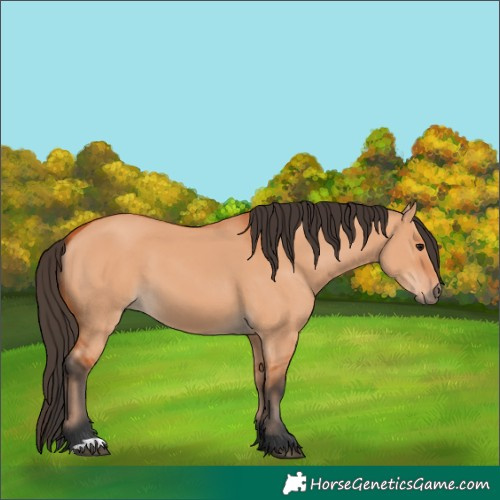 Horse Color:Bay Dun