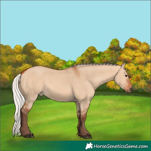 Horse Color:Silver Bay Dun