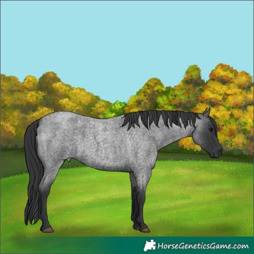 Horse Color:Blue Roan