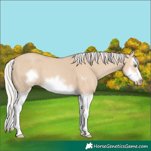Horse Color:Silver Classic Champagne Dun Splash Frame 