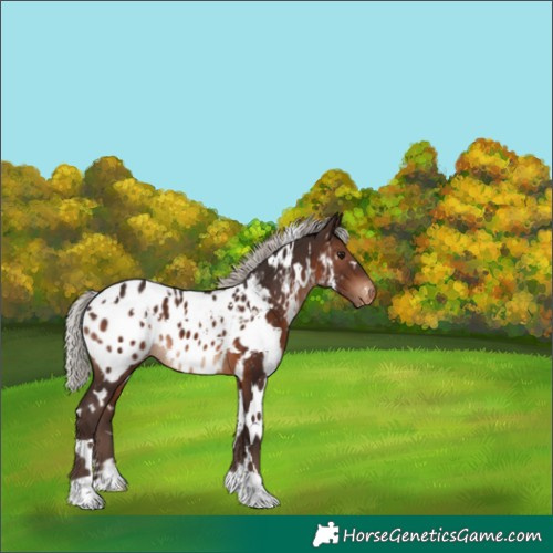 Horse Color:White Spotted Silver Brown Appaloosa 