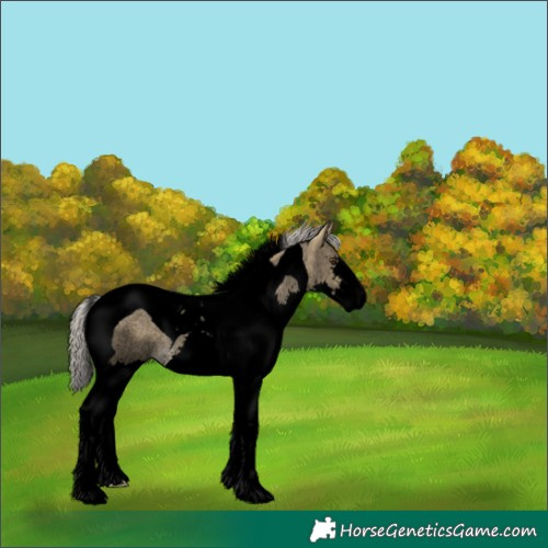 Horse Color:Void Silver Buckskin Roan Dun Splash Tobiano 