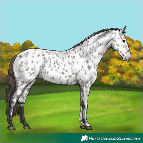 Horse Color:Grullo Appaloosa