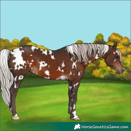 Horse Color:White Spotted Silver Brown
