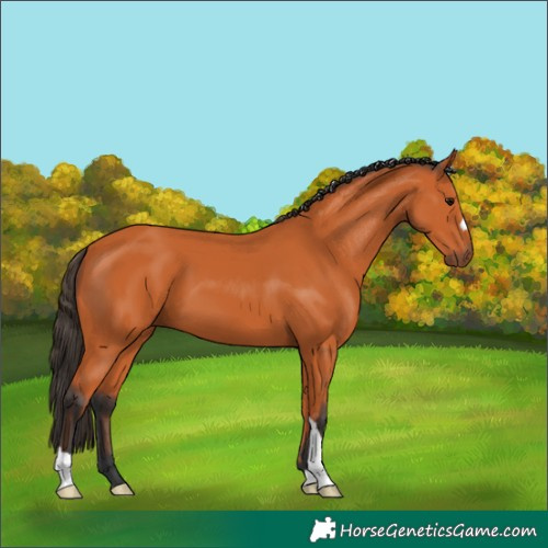 Horse Color:Bay 