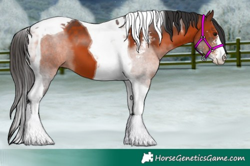 Horse Color:Brown Sabino Tobiano 