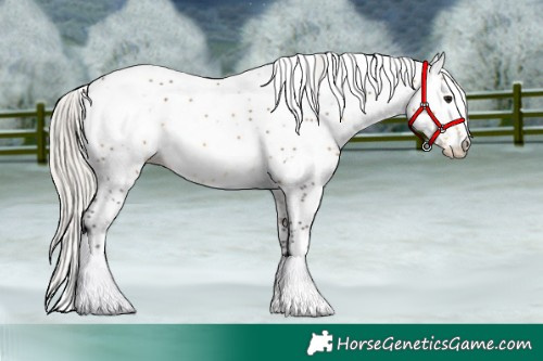 Horse Color:White Spotted Silver Buckskin Appaloosa Rabicano 