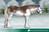 Horse Color:Liver Chestnut Splash Tobiano 